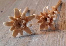 Edelweiss geschnitzt, 4 Stück